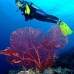 seafan_jk_v_0705_png0683.jpg